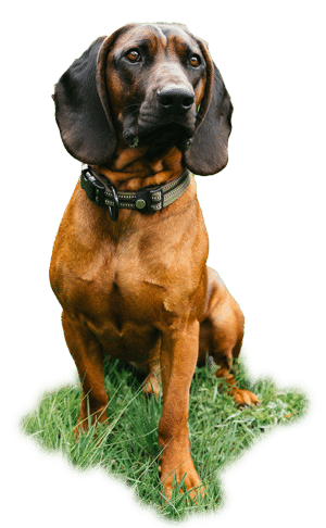 Jagdhund des Jagdkurs Ebner